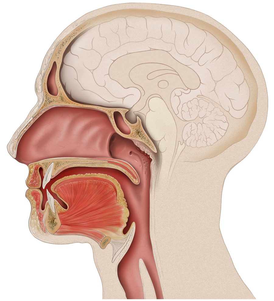 Lateral cross-section of the human head showing the skull and sutures, the jaw region, and the airway.